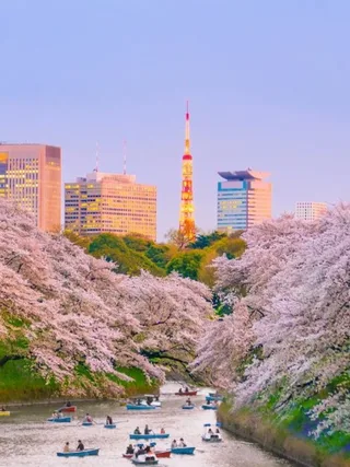 Tokyo Tower framed by cherry blossoms during spring
